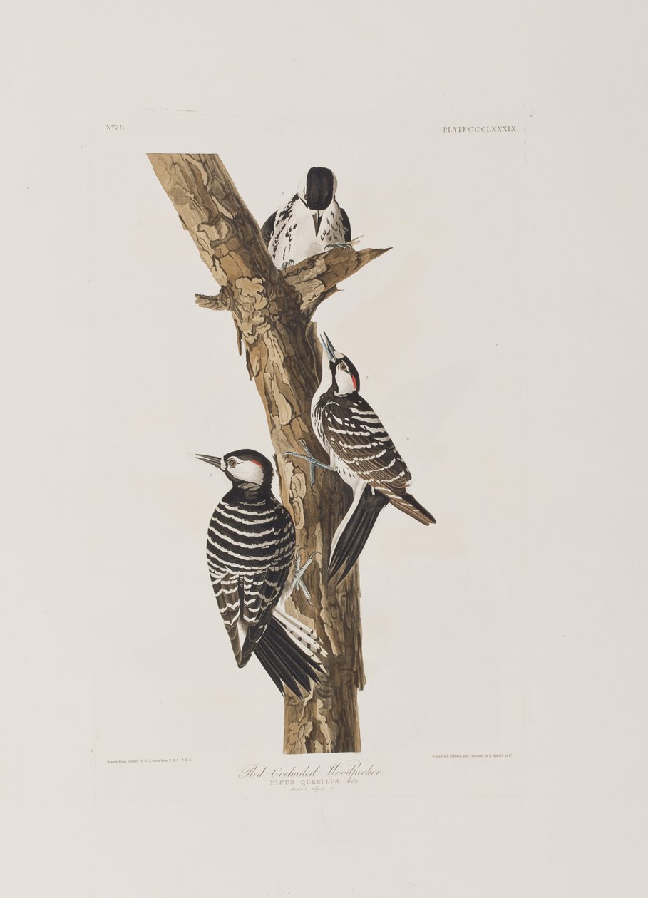 Illustrazione da 