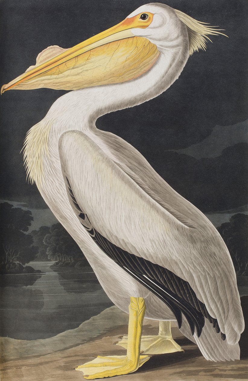 Illustrazione da 