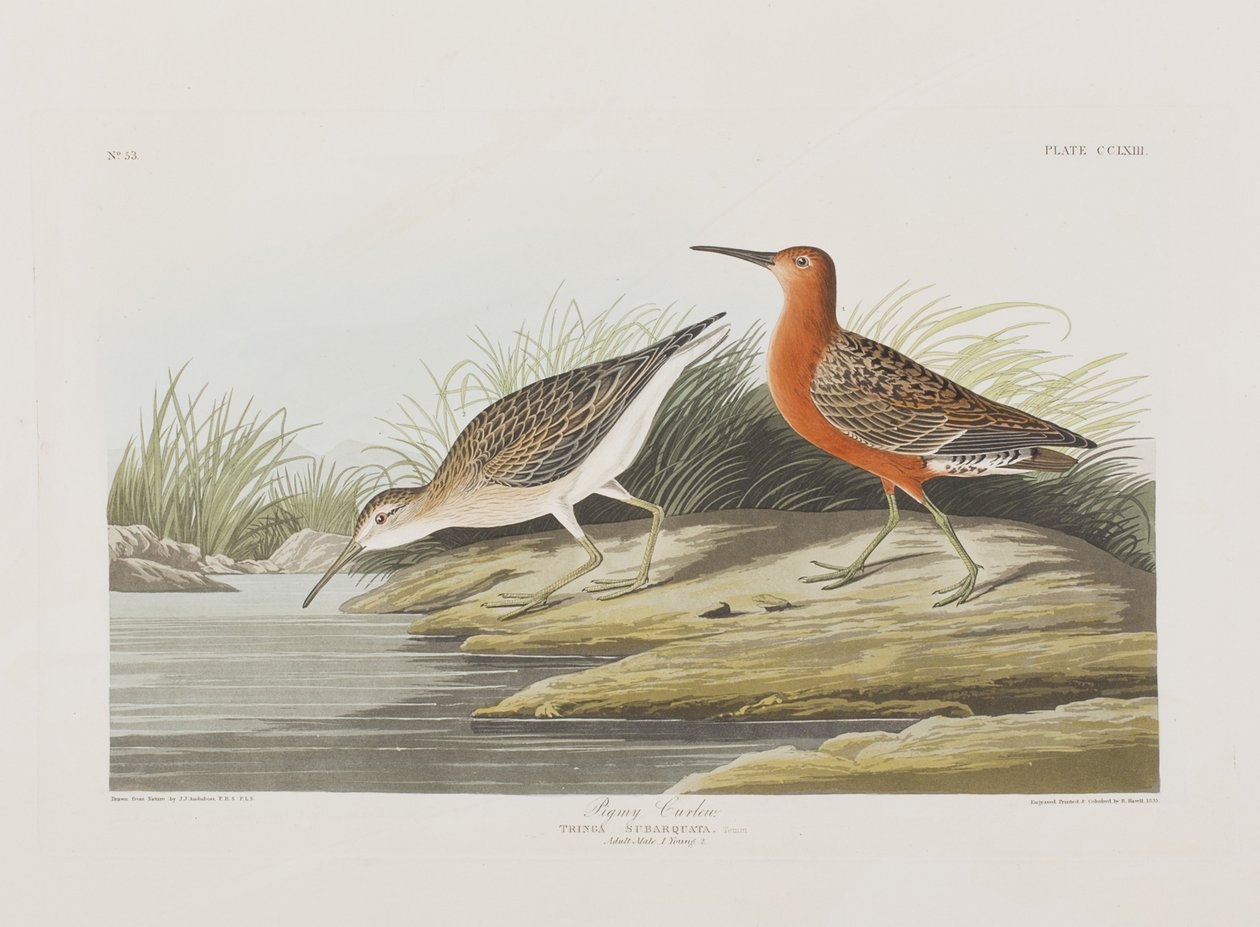 Illustrazione da 