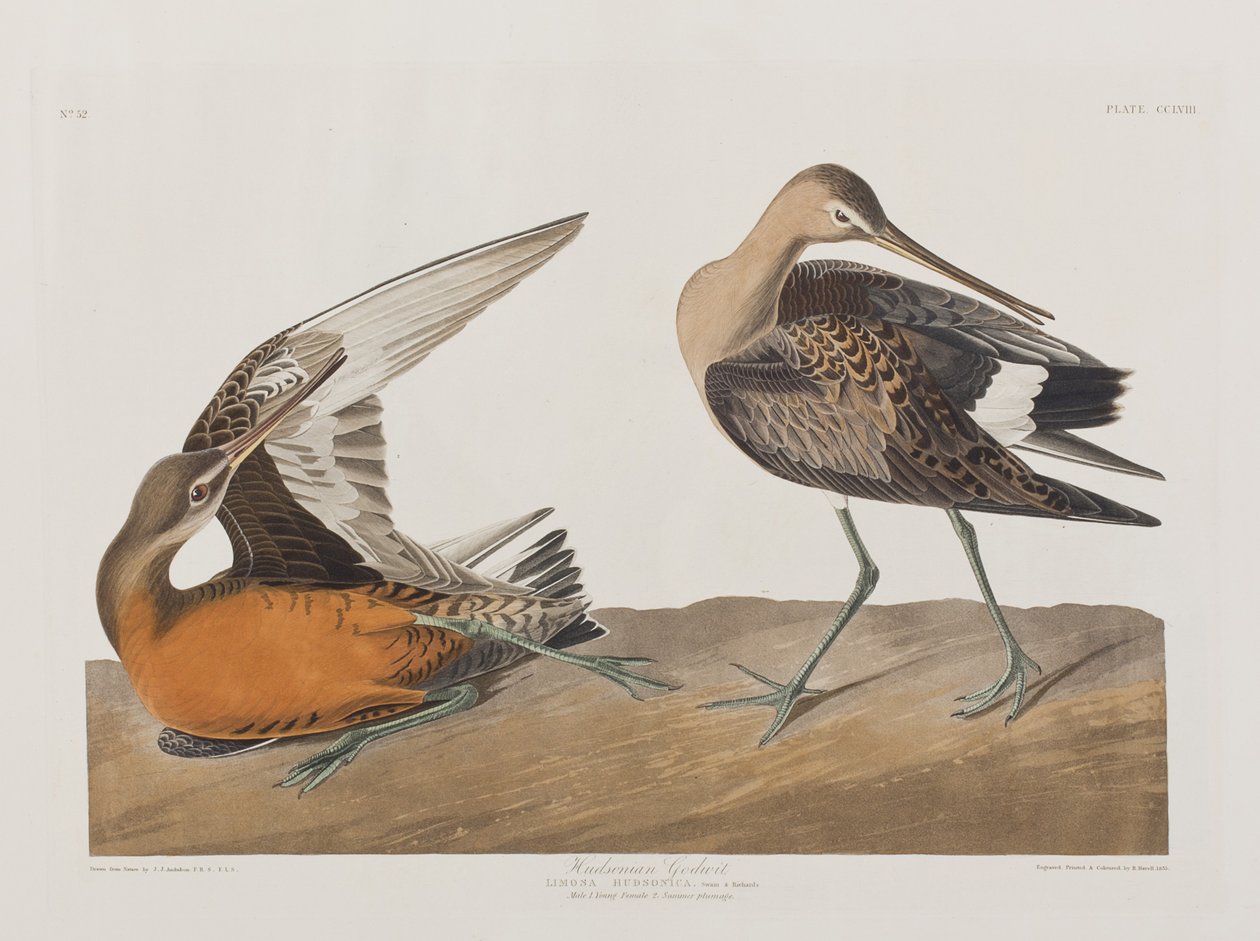 Illustrazione da 