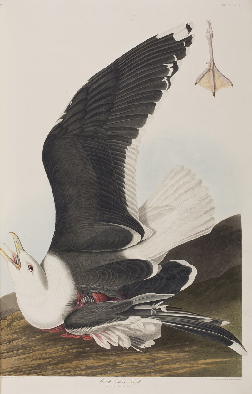 Illustrazione da 