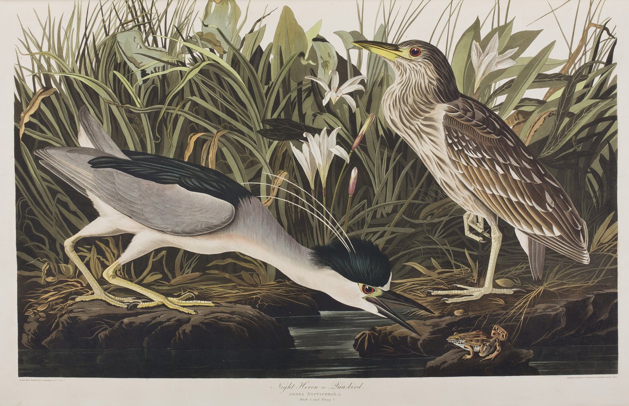 Illustrazione da 