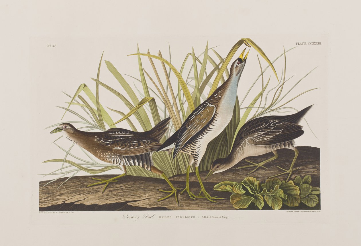 Illustrazione da 