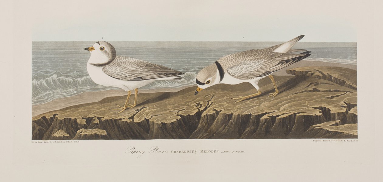 Illustrazione da 