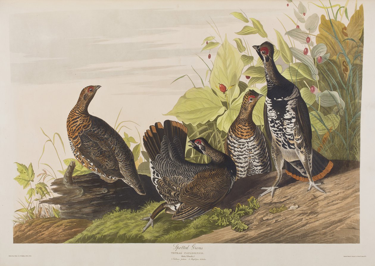 Illustrazione da 