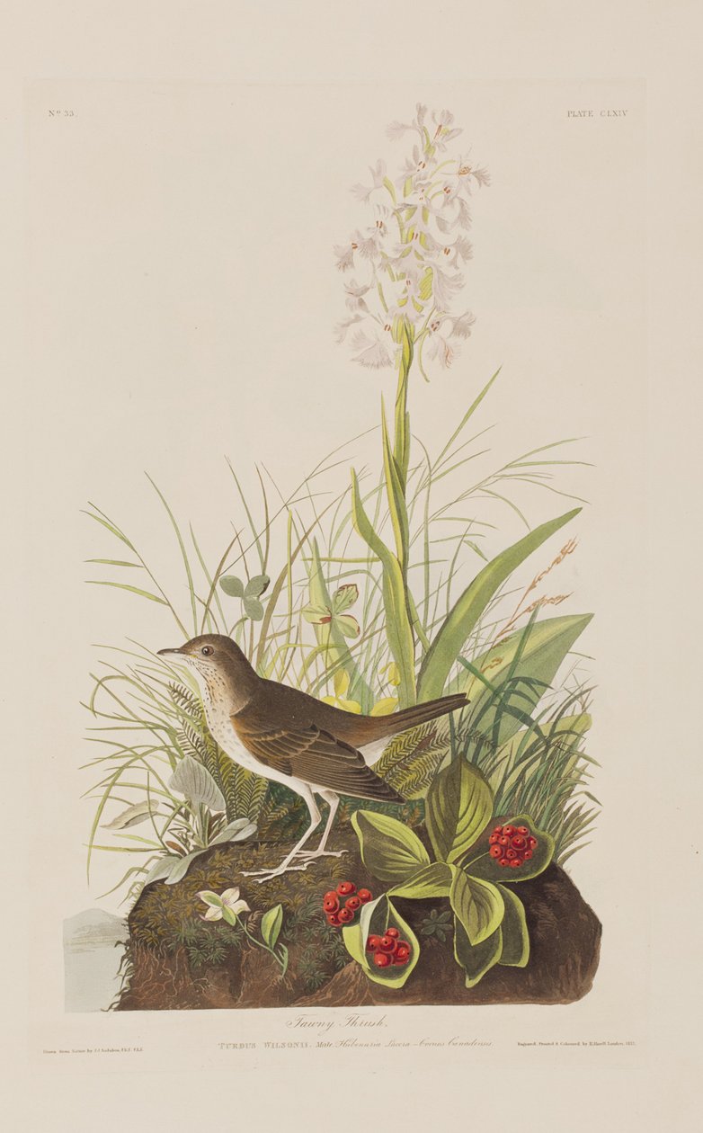 Illustrazione da 