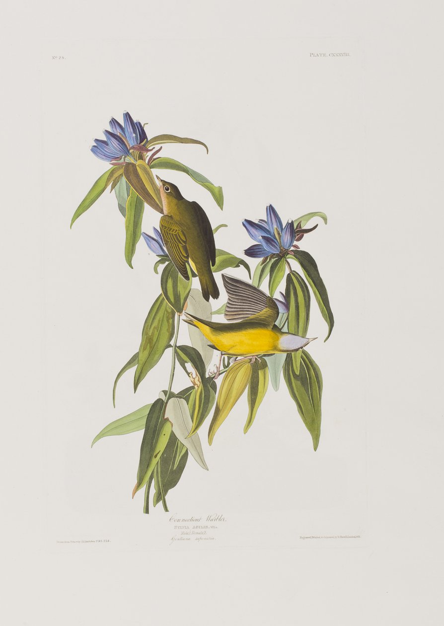 Illustrazione da 