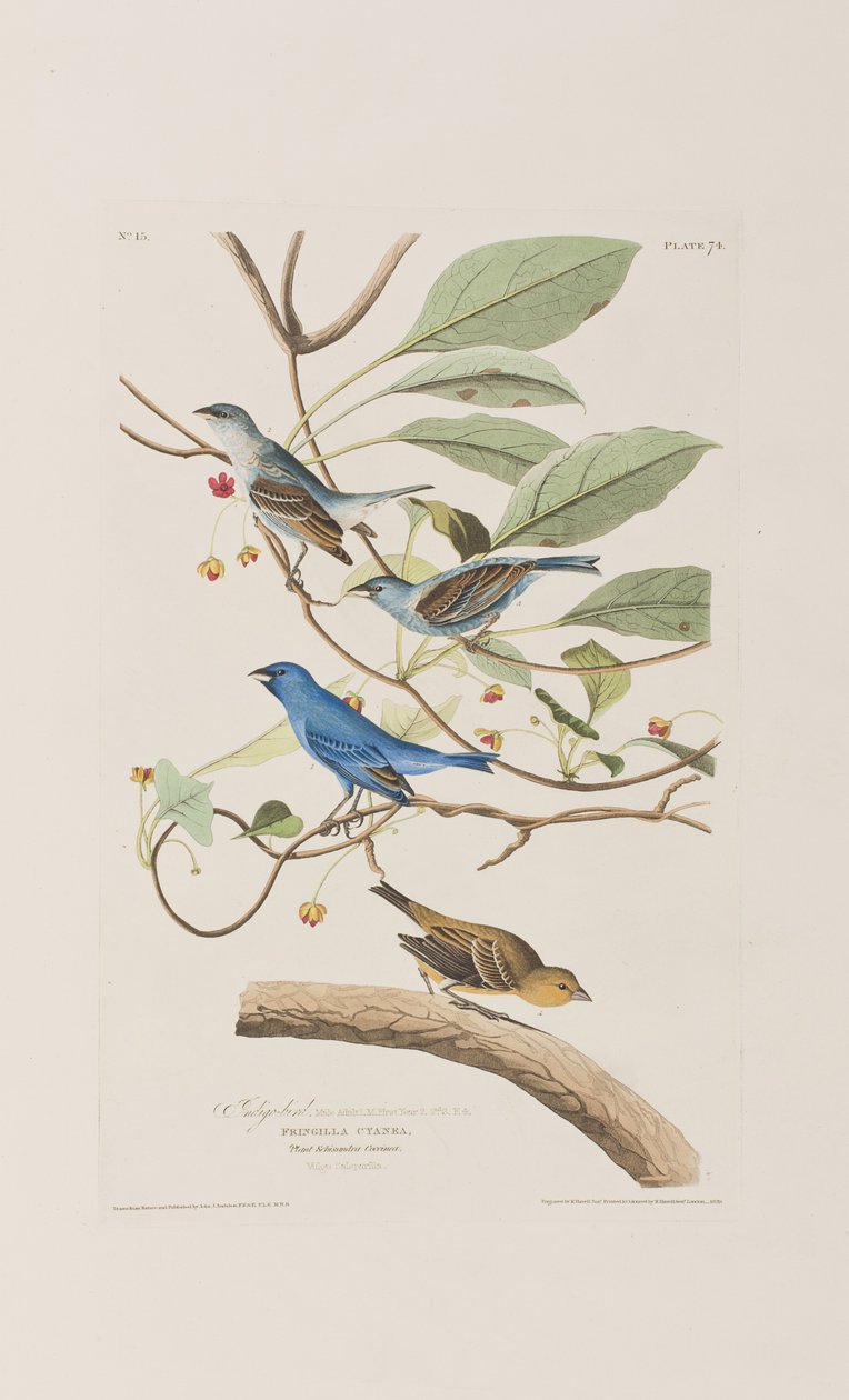 Illustrazione da 