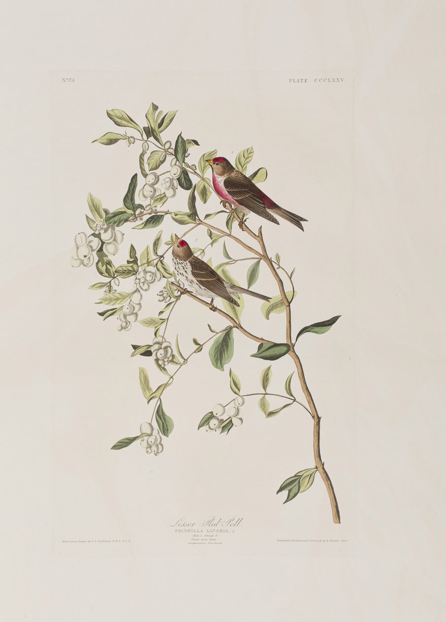 Illustrazione da 