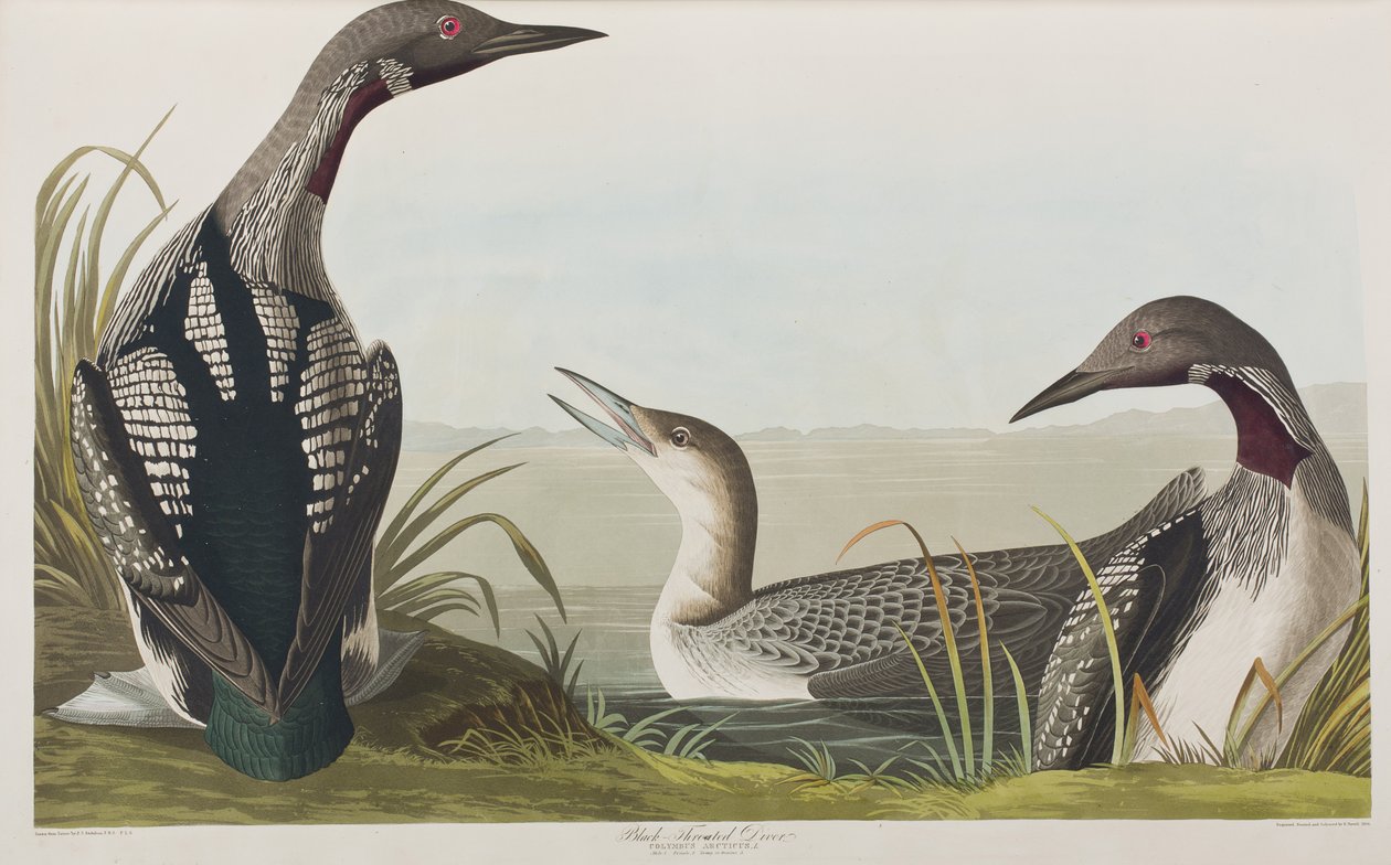Illustrazione da 