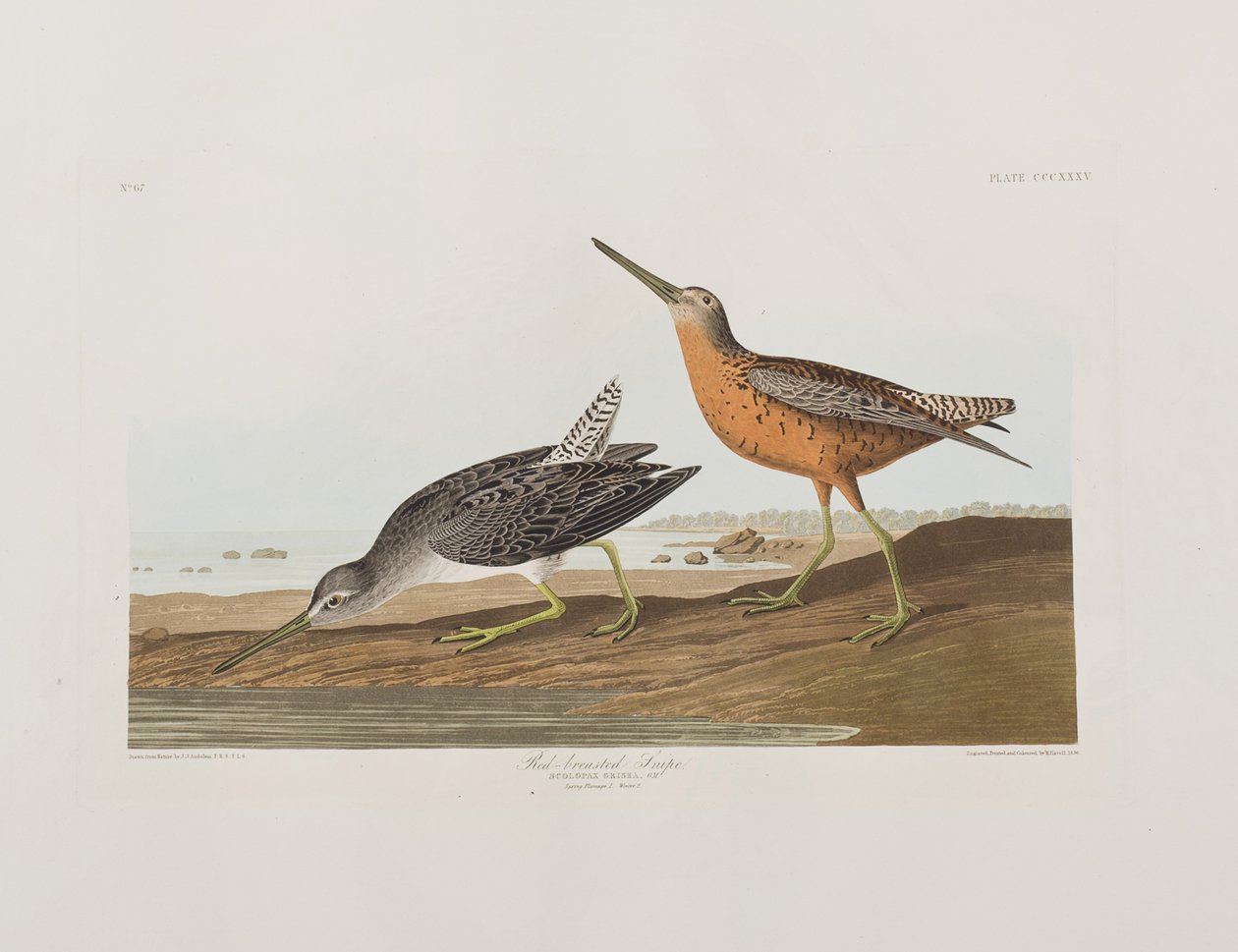 Illustrazione da 