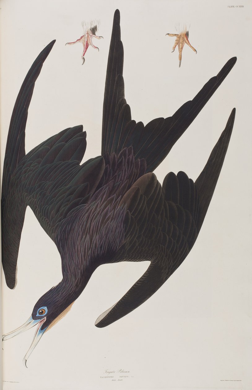 Illustrazione da 