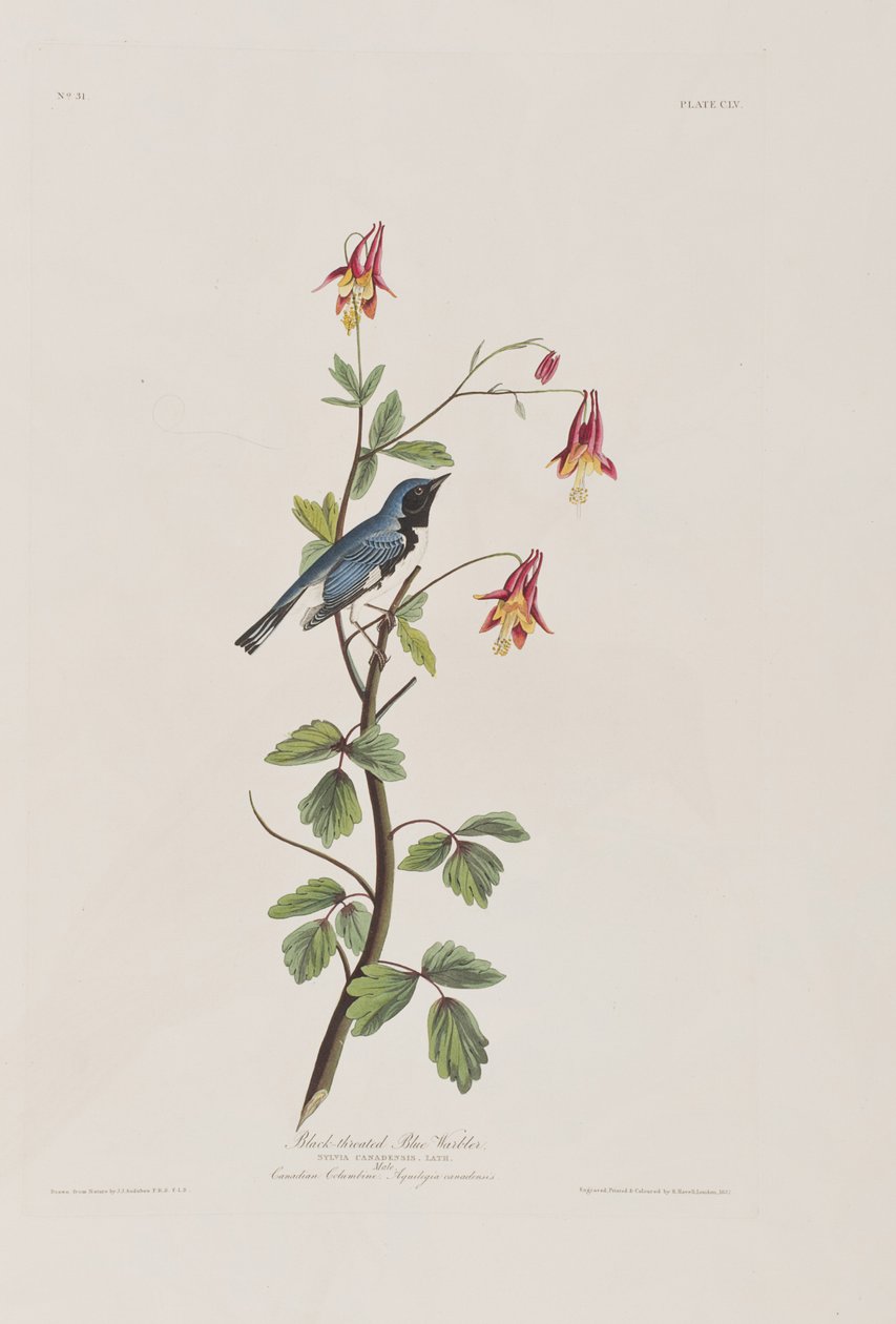 Illustrazione da 