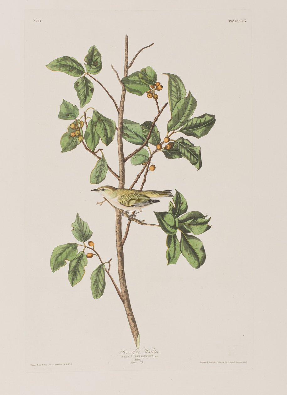 Illustrazione da 