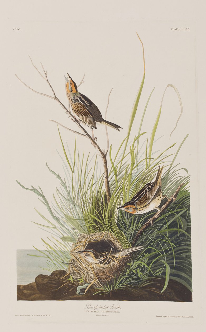 Illustrazione da 