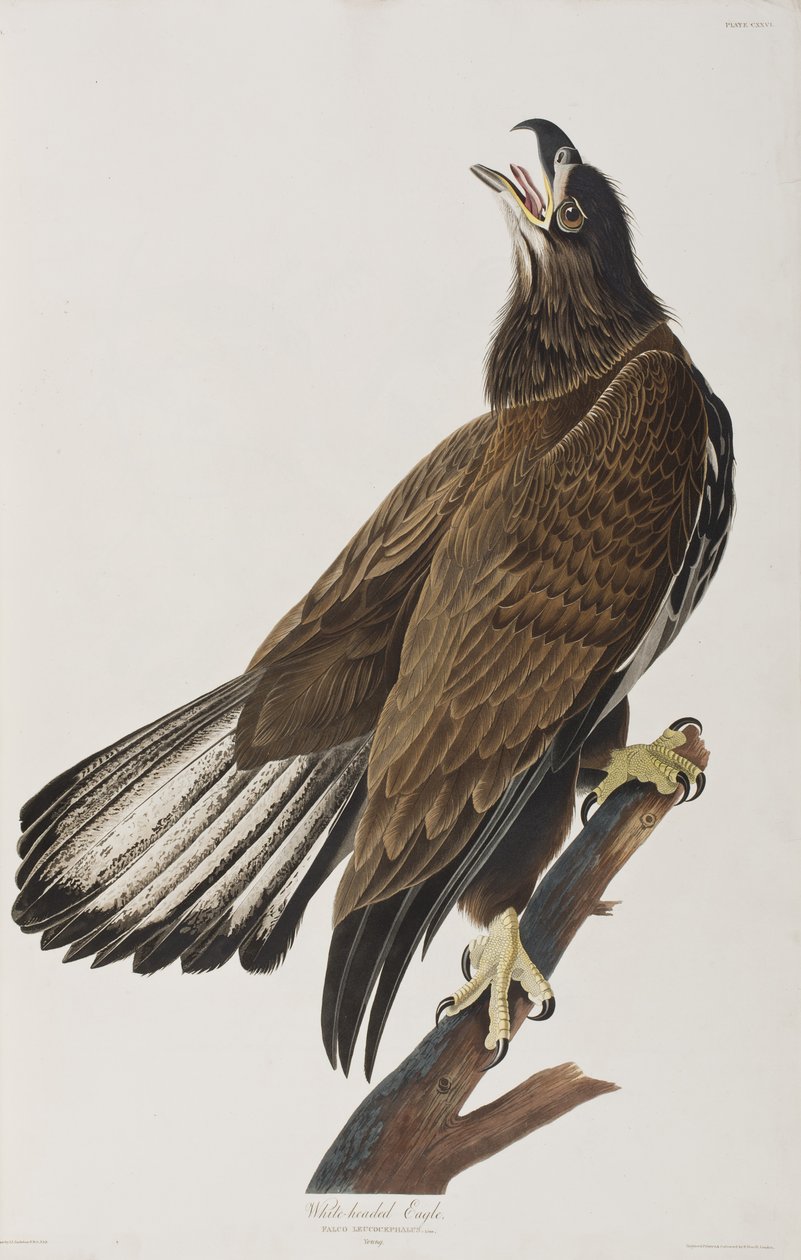 Illustrazione da 