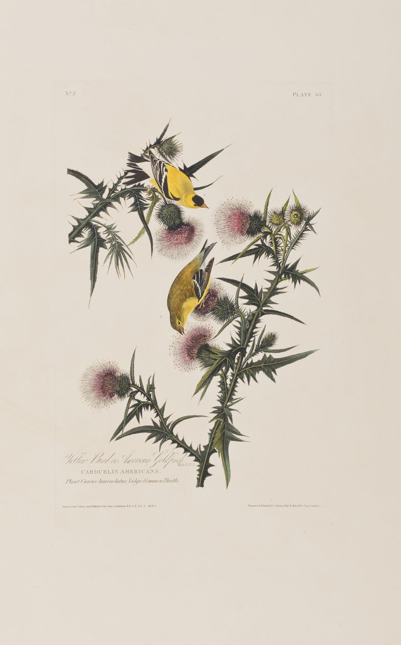 Illustrazione da 
