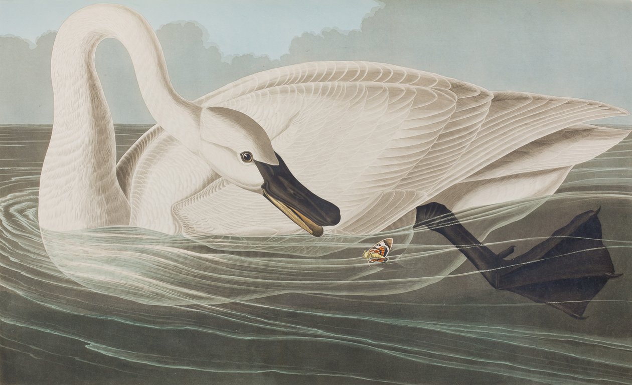 Illustrazione da 