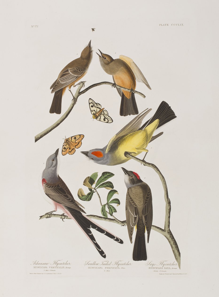 Illustrazione da 
