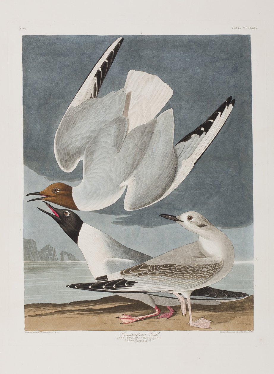 Illustrazione da 