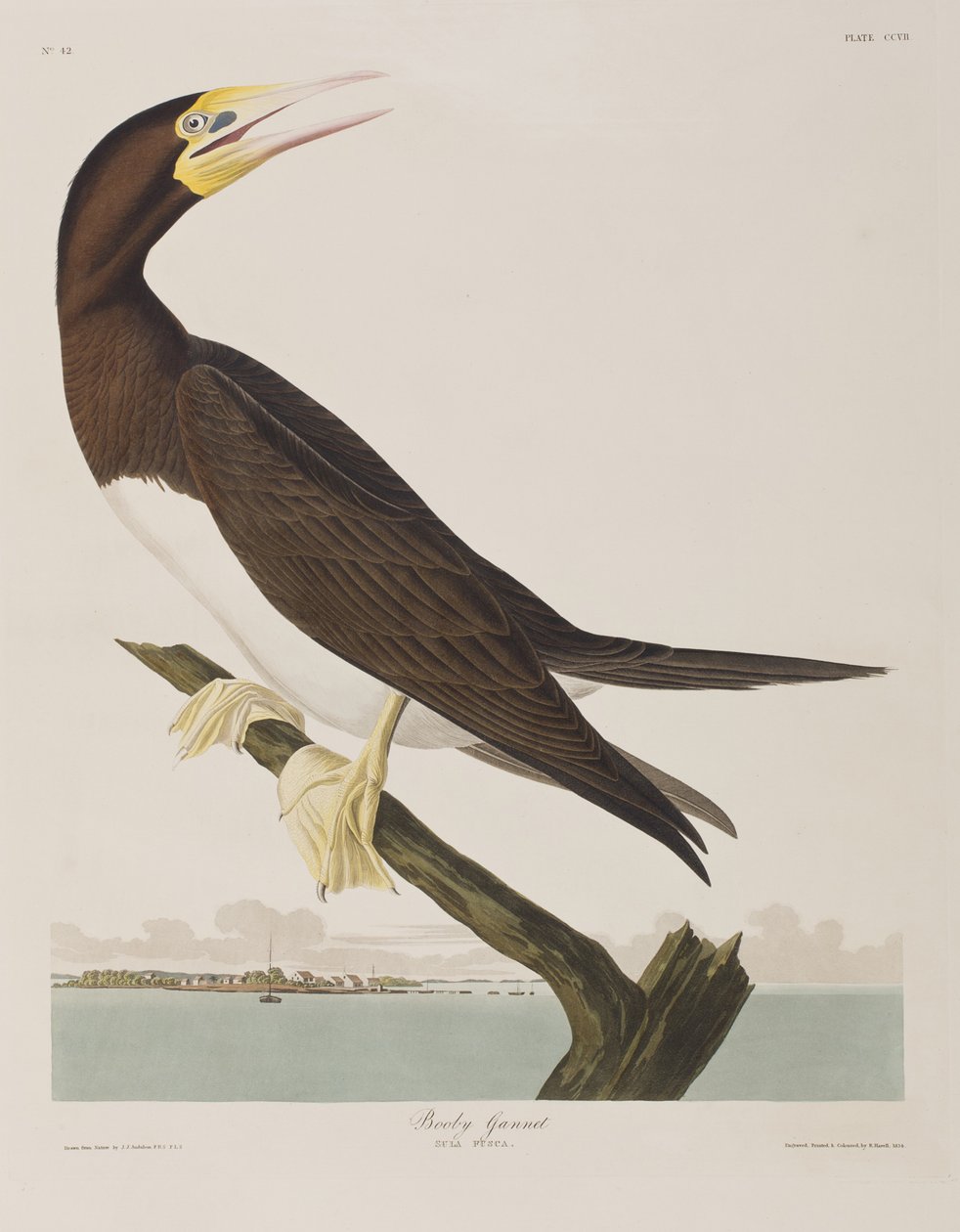Illustrazione da 