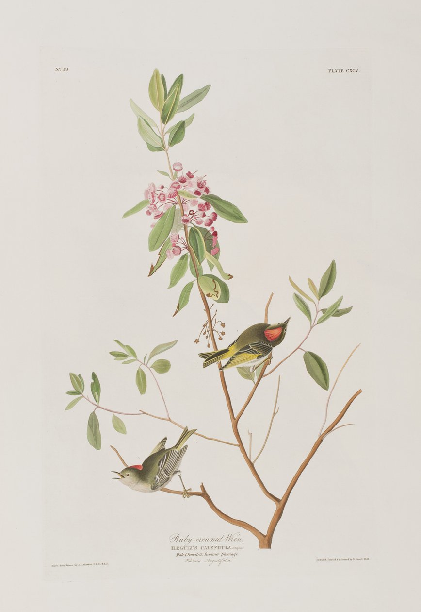 Illustrazione da 