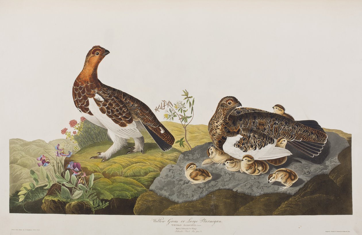 Illustrazione da 