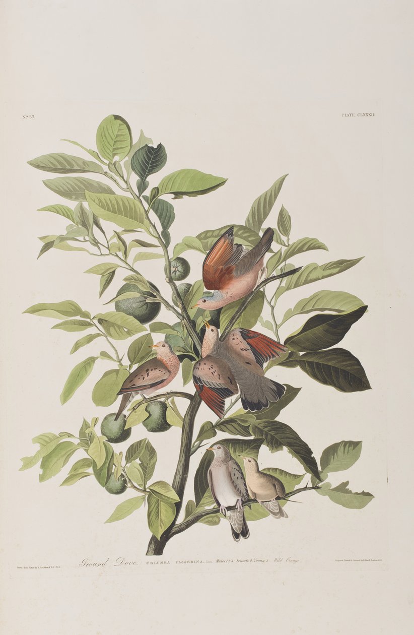 Illustrazione da 