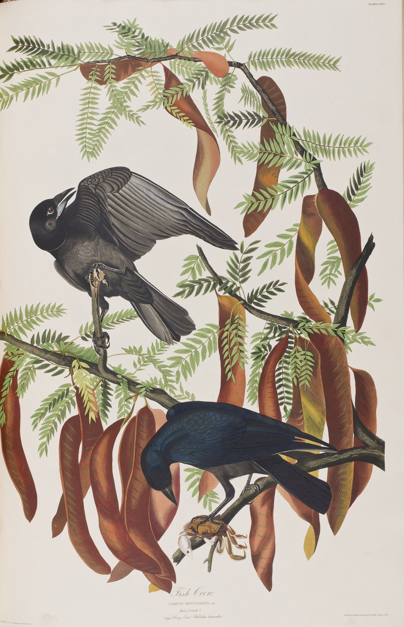 Illustrazione da 