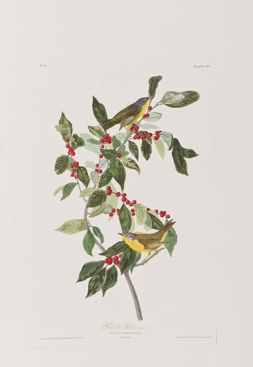 Illustrazione da 