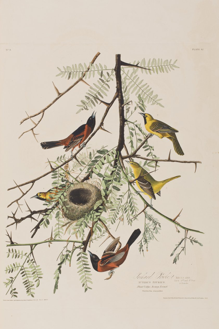 Illustrazione da 