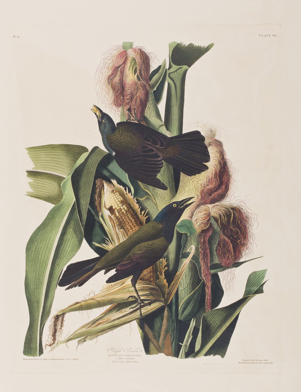 Illustrazione da 