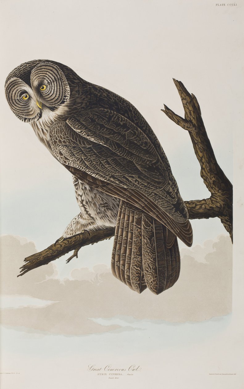 Illustrazione da 