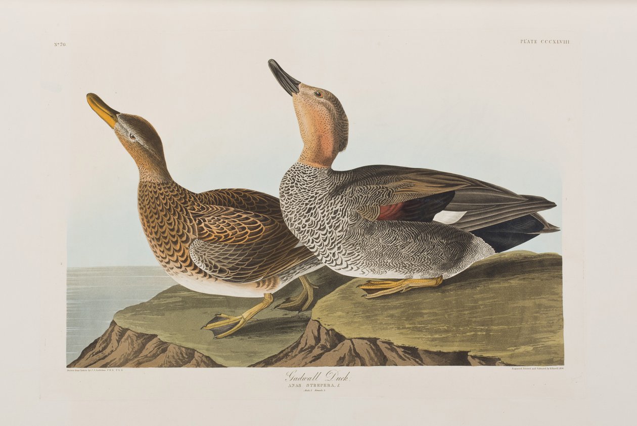 Illustrazione da 
