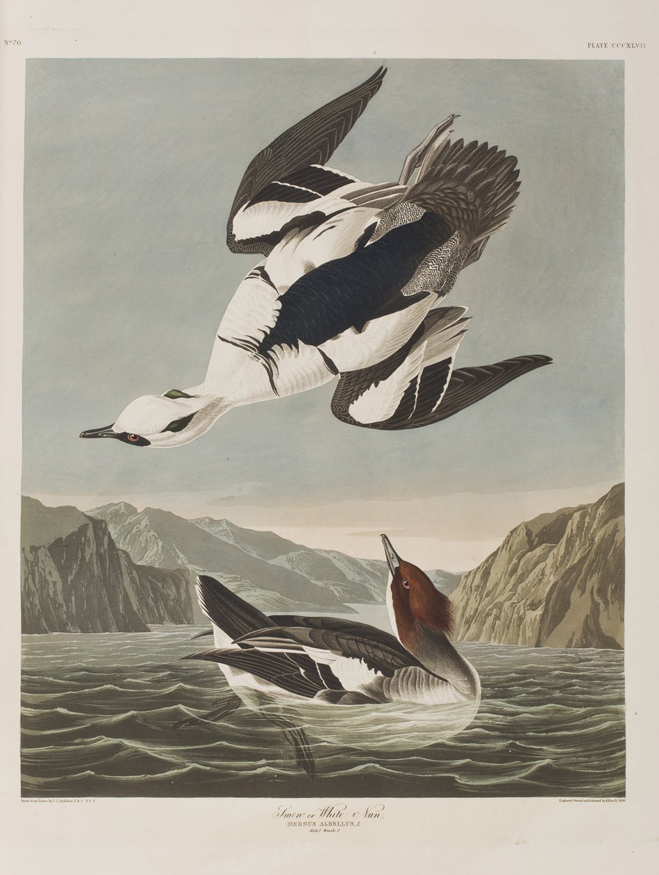 Illustrazione da 