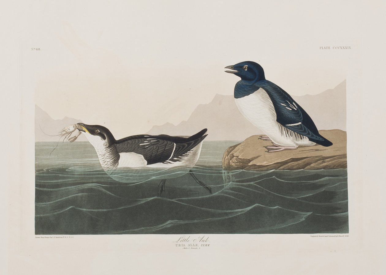 Illustrazione da 