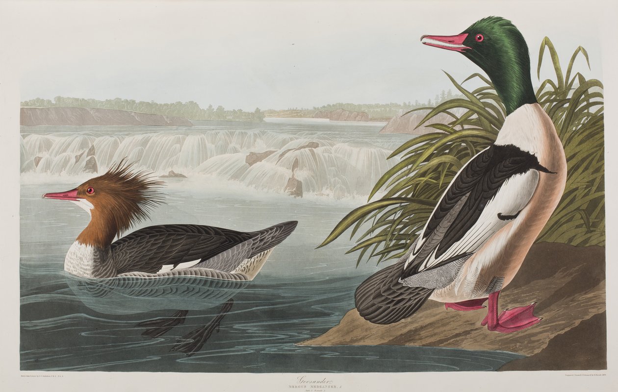 Illustrazione da 