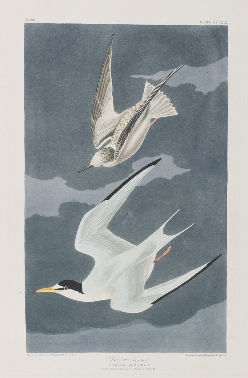 Illustrazione da 