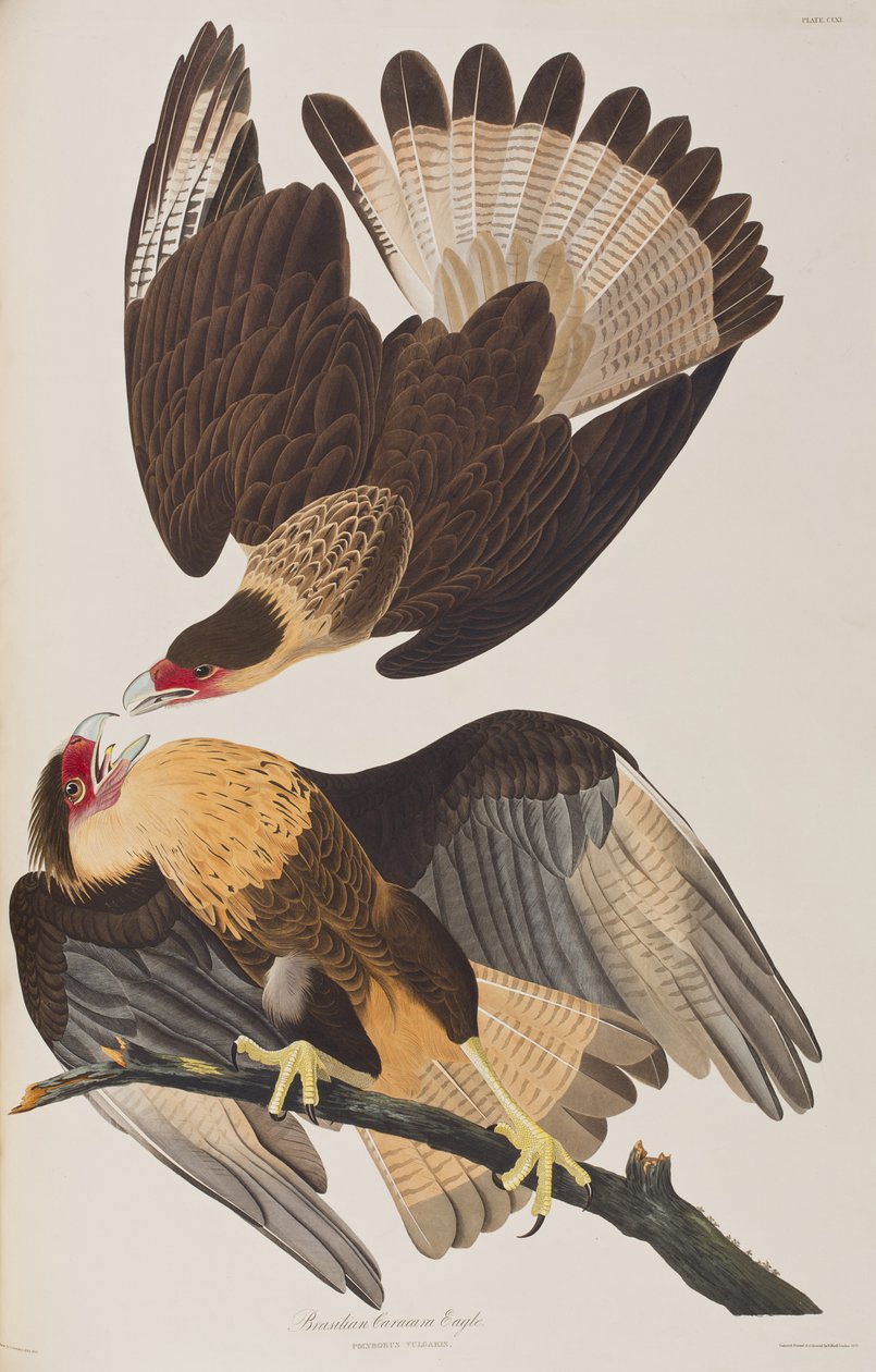 Illustrazione da 