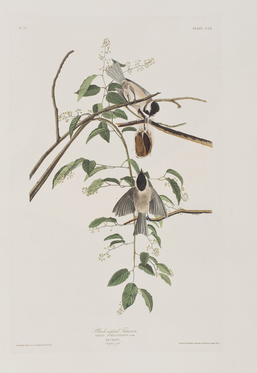 Illustrazione da 