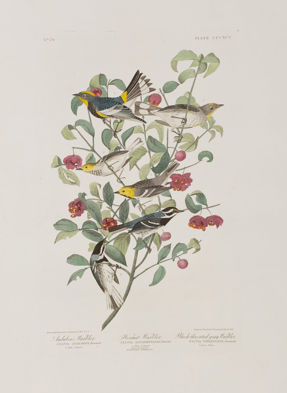 Illustrazione da 
