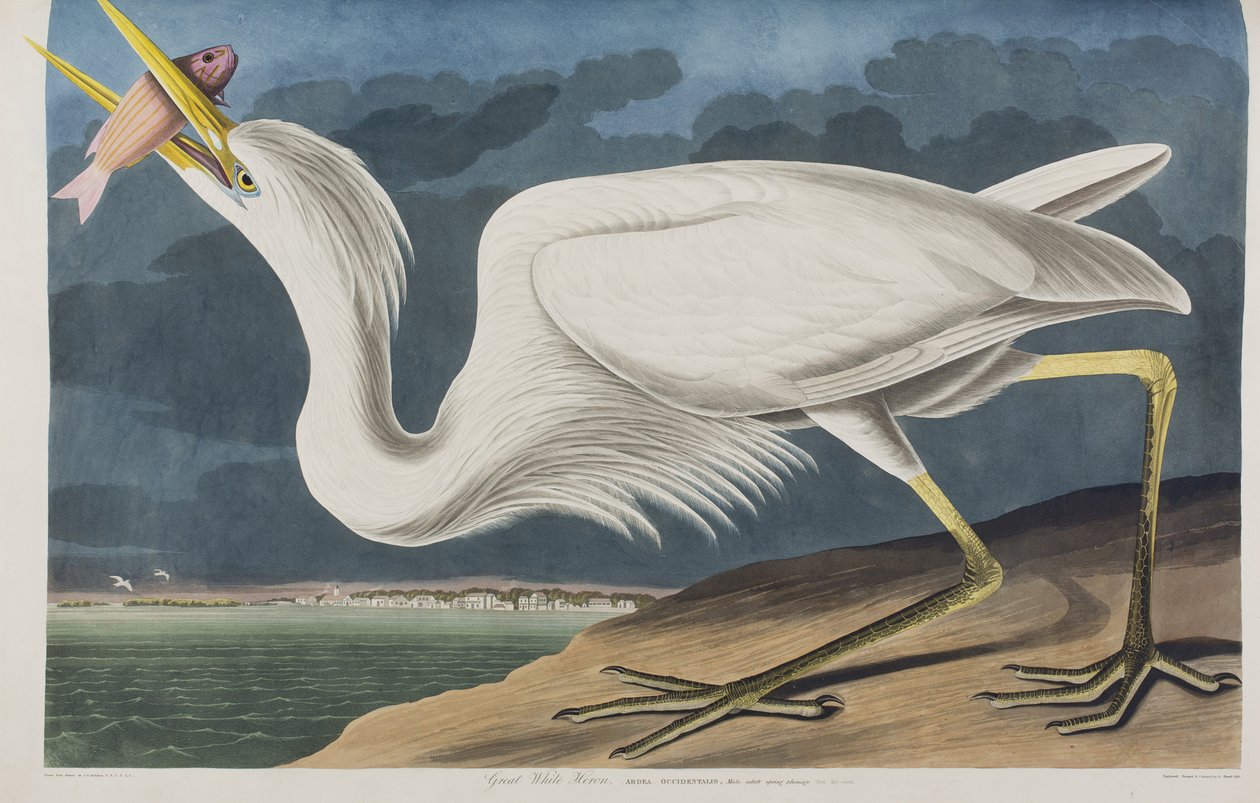 Illustrazione da 