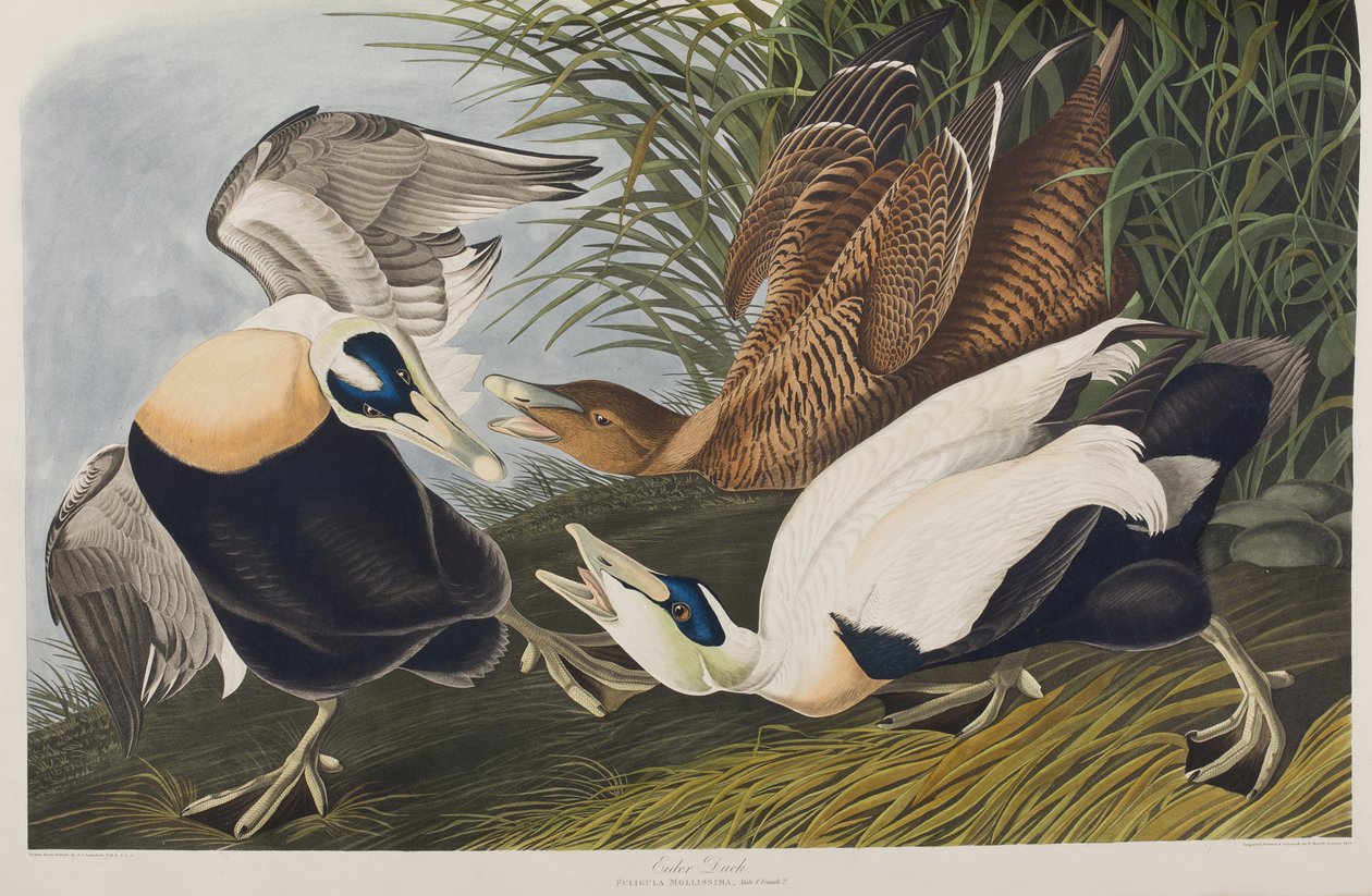 Illustrazione da 