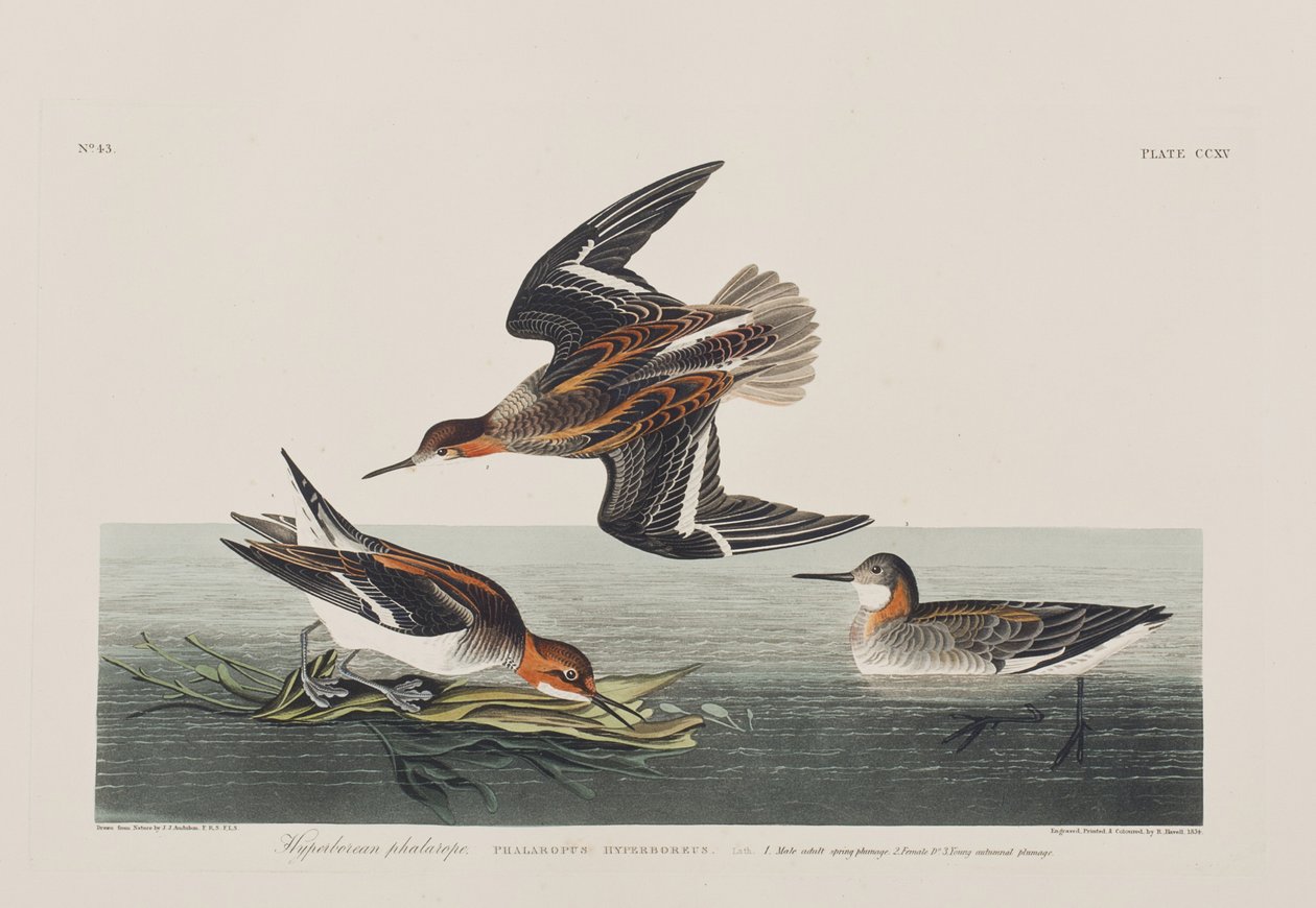 Illustrazione da 