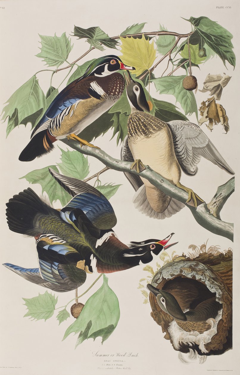 Illustrazione da 