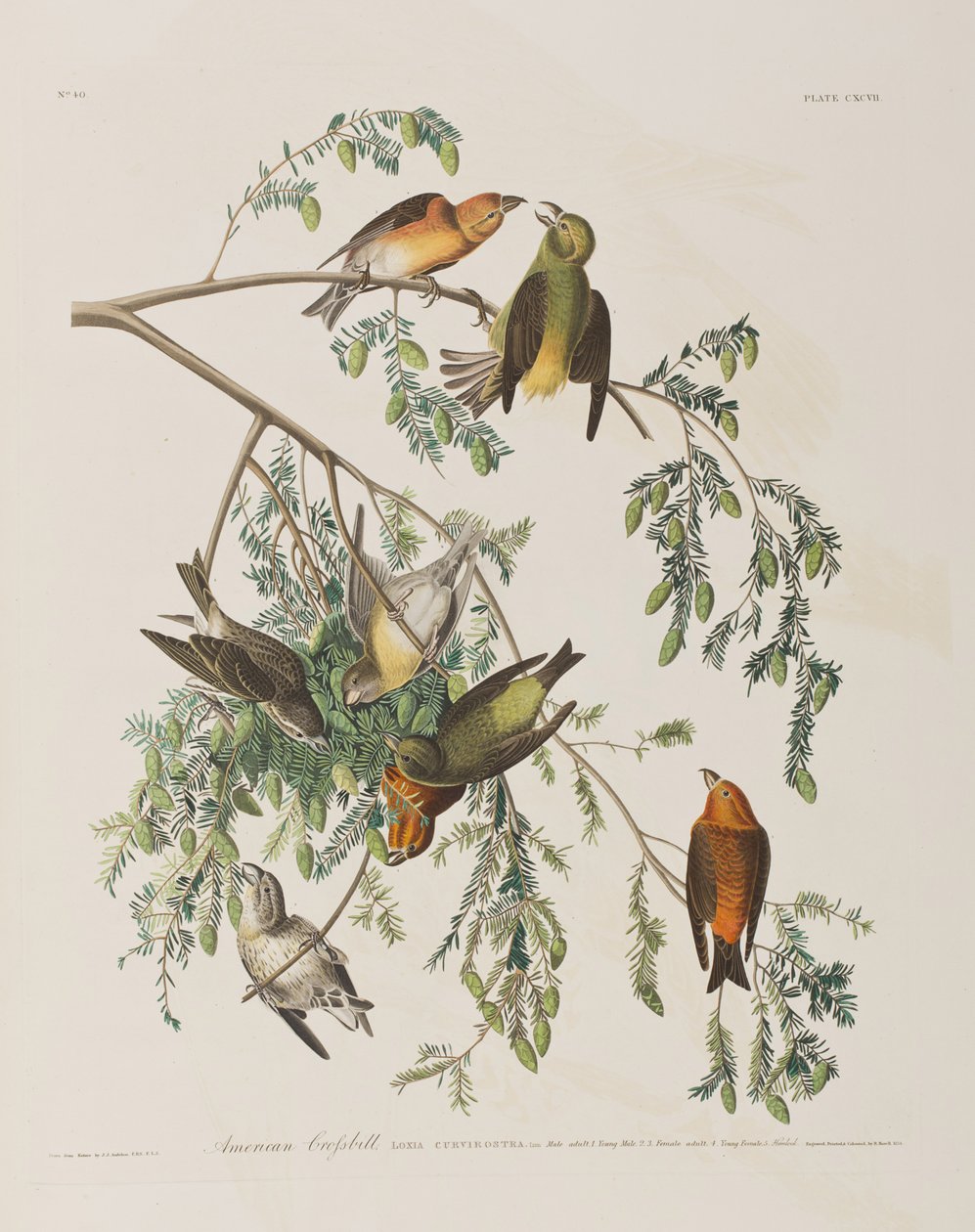 Illustrazione da 