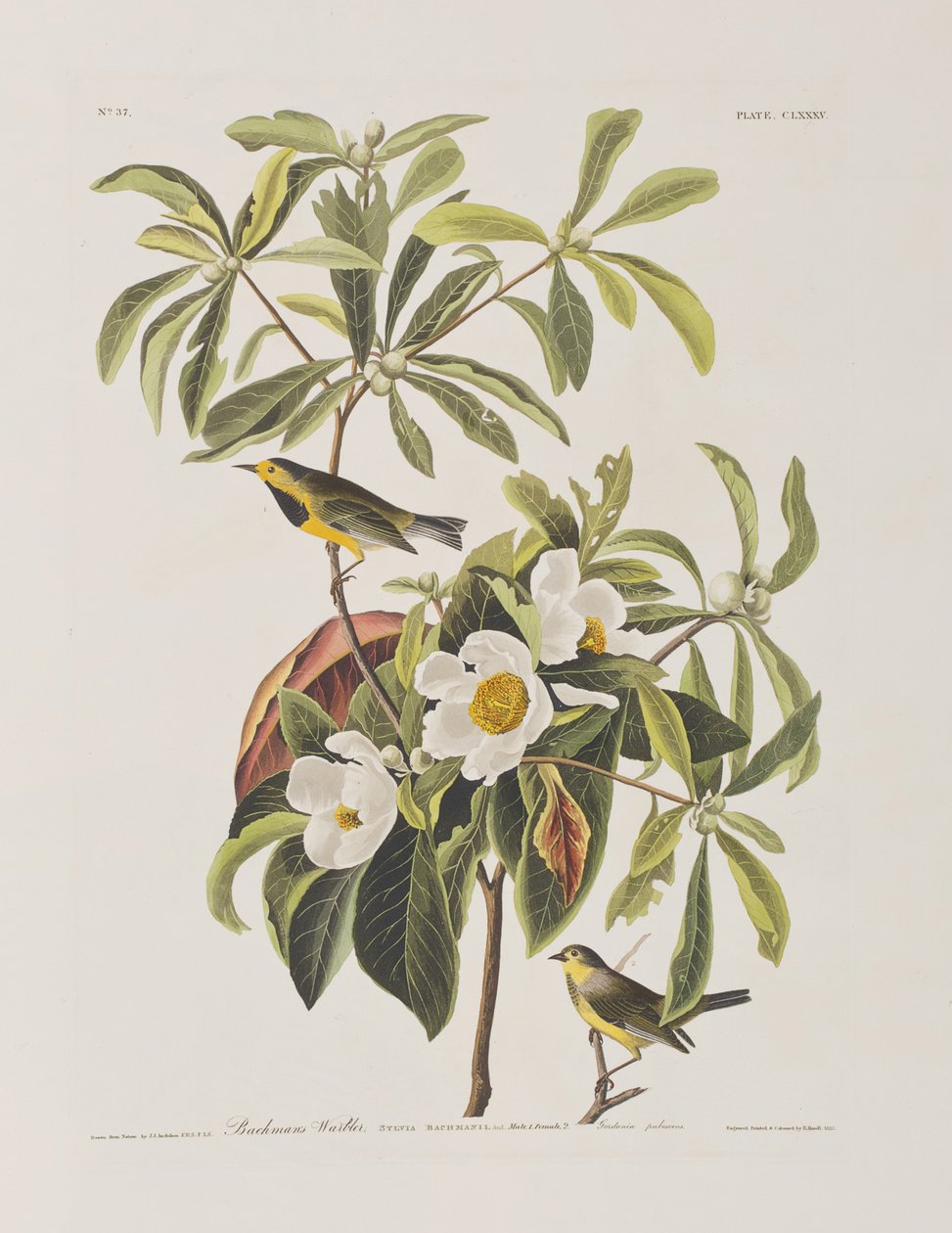 Illustrazione da 
