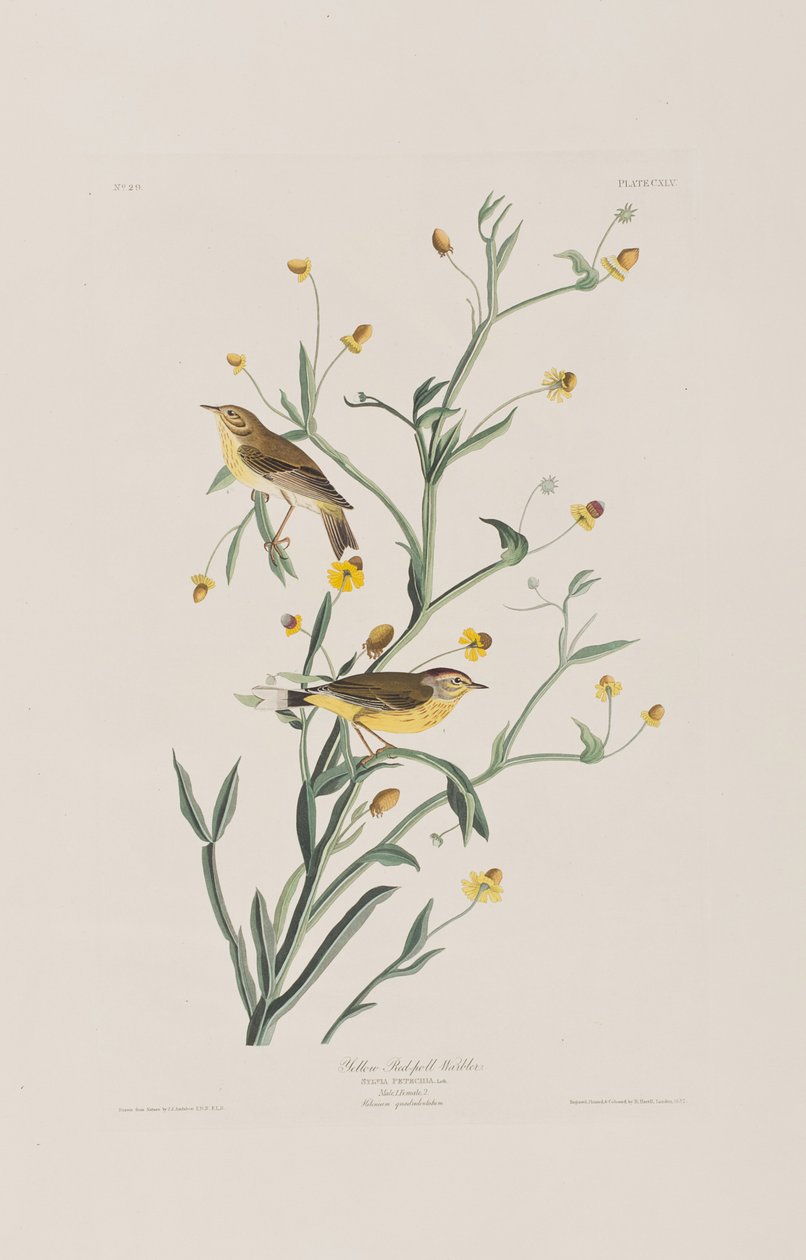 Illustrazione da 