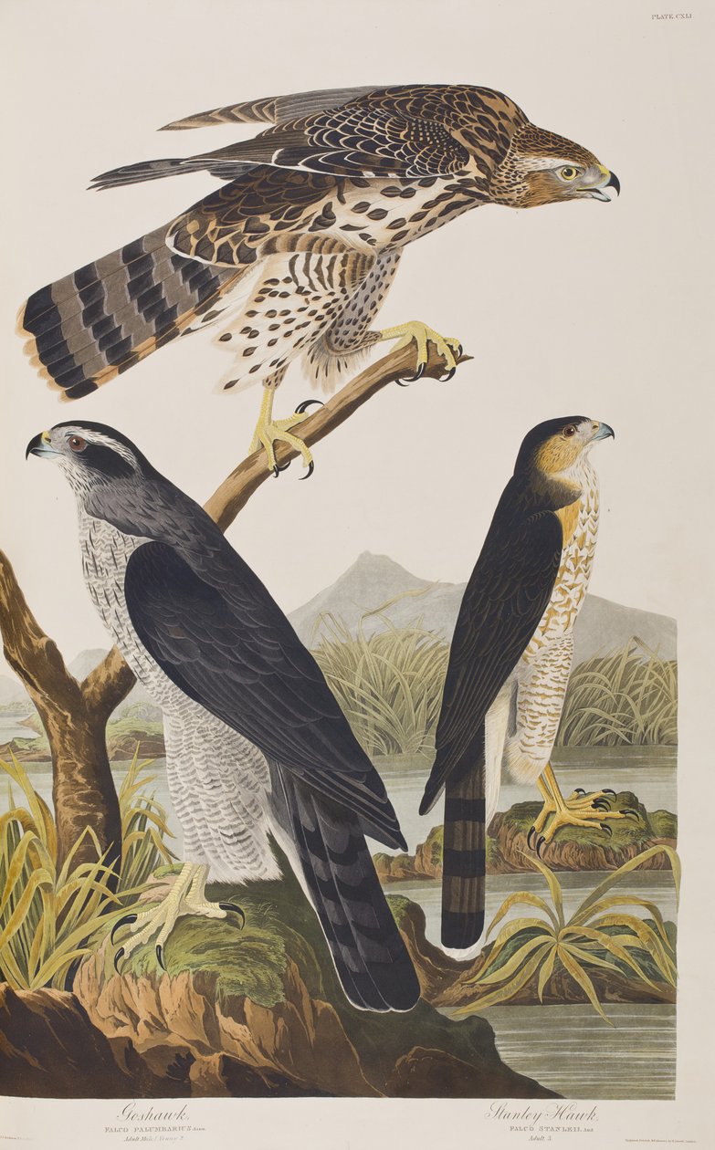 Illustrazione da 