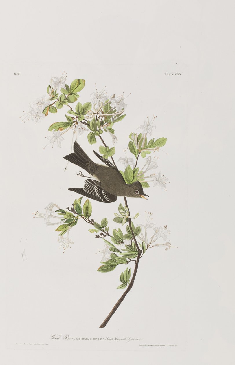 Illustrazione da 